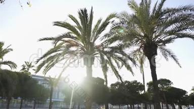 棕榈树顶着明媚的阳光在南方城市的街道上，度假的理念.. 埃菲尔。 绿色的美丽夏日